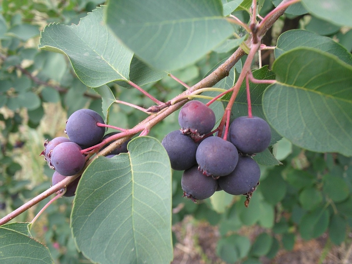 Ирга (Amelanchier spp.) — листопадный кустарник или небольшое дерево, принадлежащее семейству Rosaceae.-2