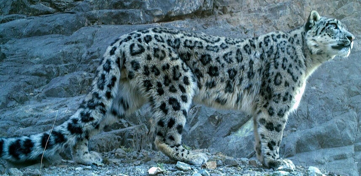 В дикой природе осталось всего от 3 920 до 6 390 снежных барсов. То есть животные находятся под угрозой исчезновения / © snowleopard.org 