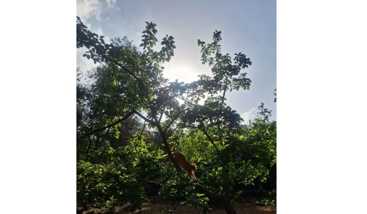 Так тяжело мне самой это всё писать сегодня... Минутка кототерапии. Фото автора, июнь 2024го: "Шелковица поспела". У меня в нашей деревеньке есть детское совершенно развлечение, ходить и объедать всё, что в сезон поспелое бесплатно на улице растёт. душеспасительное занятие. У нас и шелковица летом, и кумкваты зимой. Есть пеканы, маракуйя... Рай на земле! Ну и к котам приставать))) Коты в ассортименте!