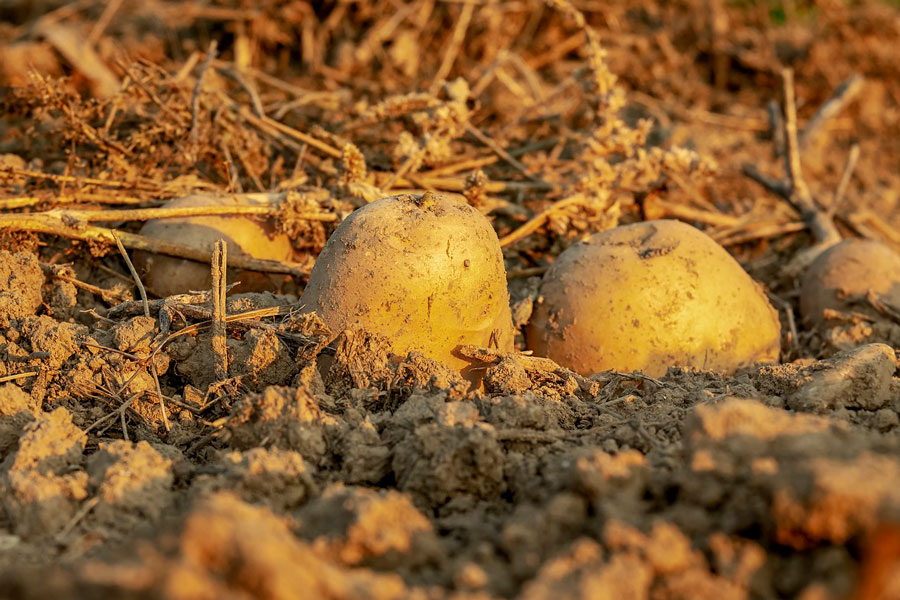    Фото: Couleur / Pixabay.com