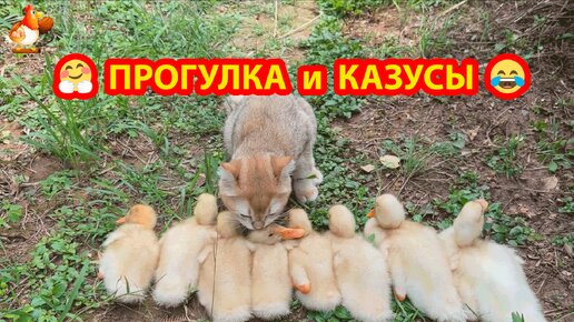 Кошка с Утятами на прогулке 🥰 Приключения и казусы дружной компании ❣️🤗😂