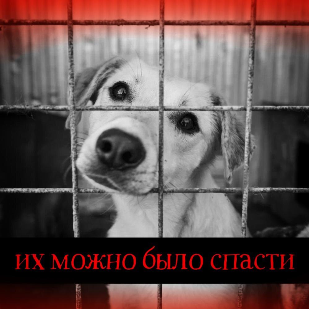 У собак НАСТУПАЕТ ГОЛОД