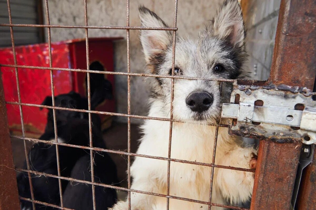 Сегодня мы просим всех неравнодушных поддержать наших хвостиков!