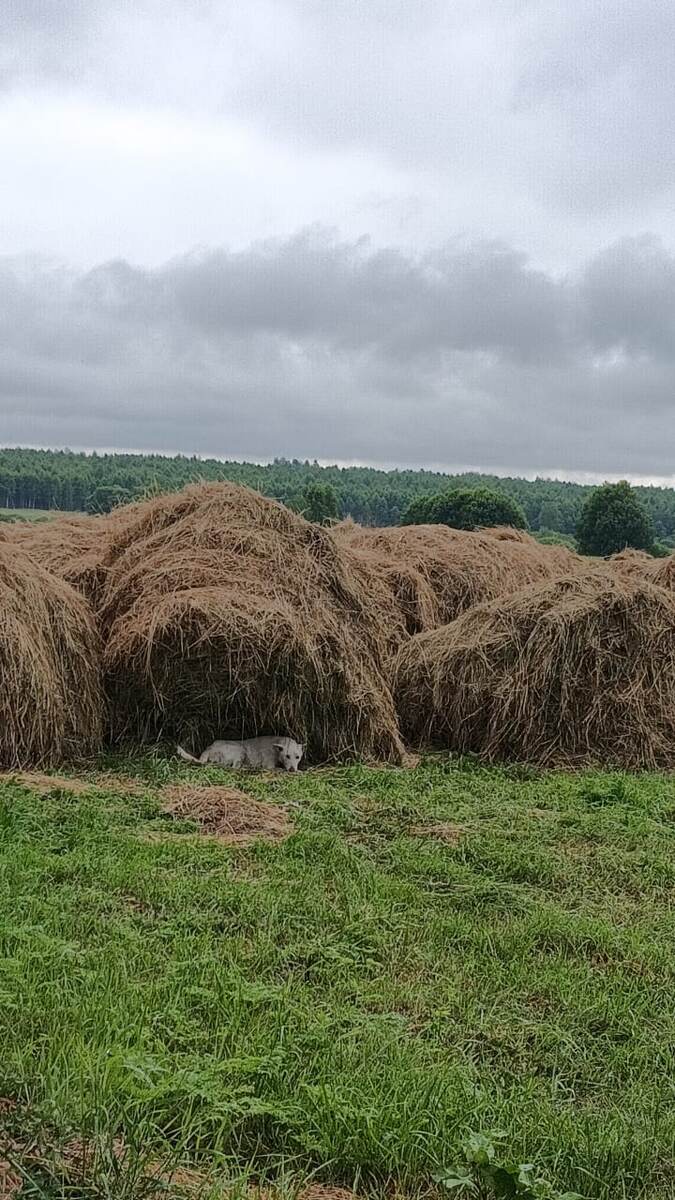 Альба в сене. 