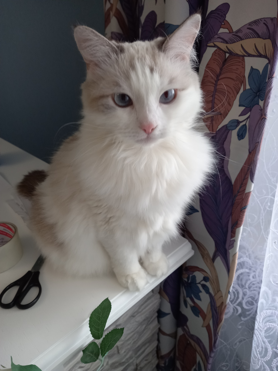 Фото автора. Моя кошка.