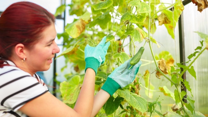 Листья огурцов в норме окрашены в ярко-зеленый цвет. Если вы заметили какие-либо изменения: пластины стали бледнеть, желтеть, необходимо сделать все возможное, чтобы остановить увядание растения