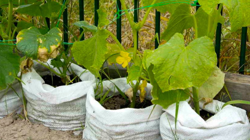 Растения не любят длительного воздействия солнечных лучей, сухого воздуха.
