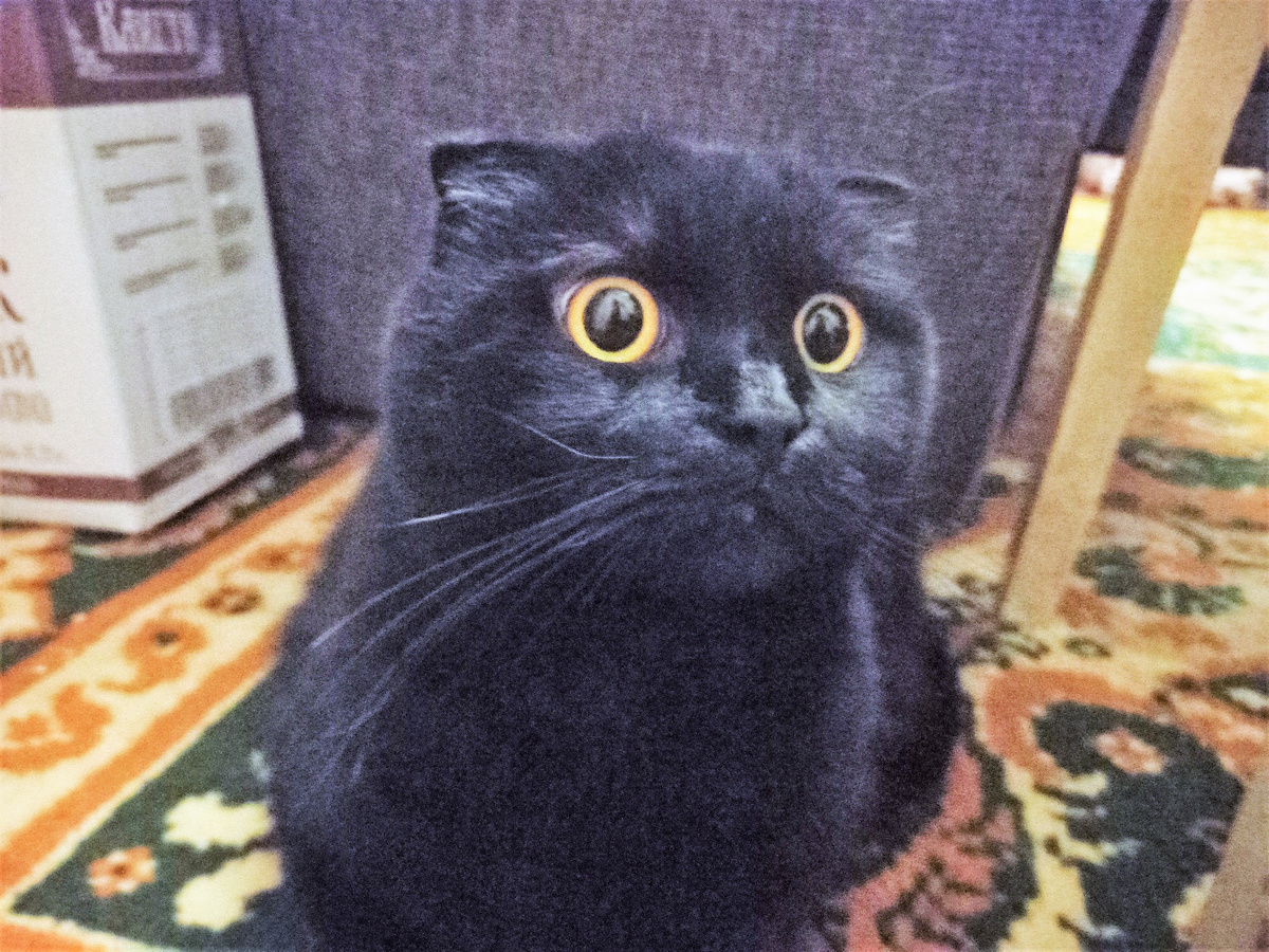 Круто исполняющий обязанности генералиссимуса Пряник: "Носют и носют пришельцев, а мне воспитывать!" Благодарю за фото Марину АБРОЧНОВУ) 