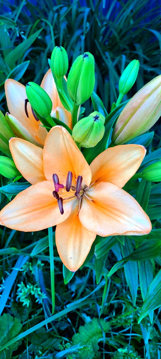 Она живёт в тени и поэтому чуть позже расцветает. Зато дольше цветёт (фото автора)