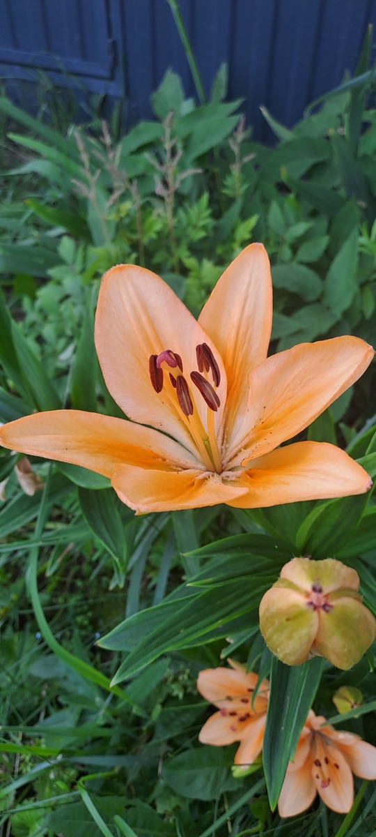 Она раскрывается одна из самых первых, затем пойдут белые (фото автора)