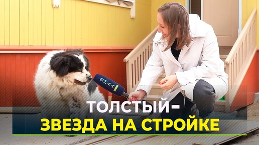 Ямальский пёс по кличке Толстый стал звездой интернета