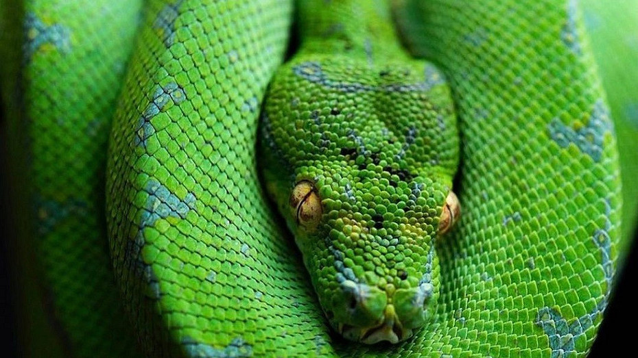     Источник: Unsplash (@greentreepythons)