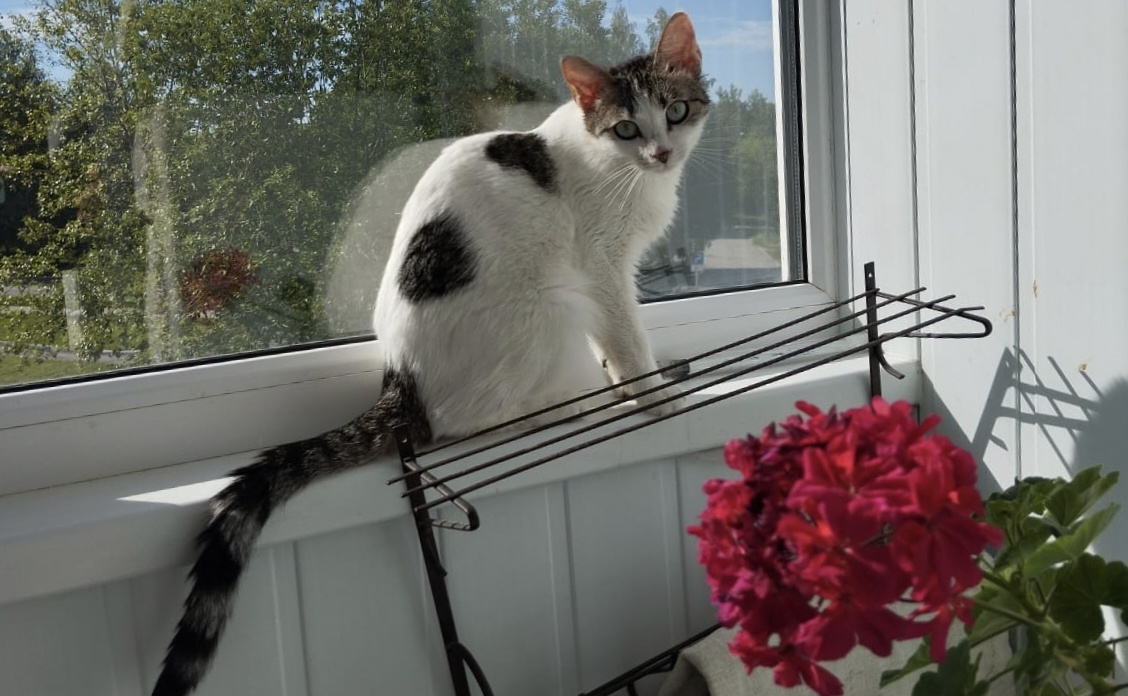 Красавица . 