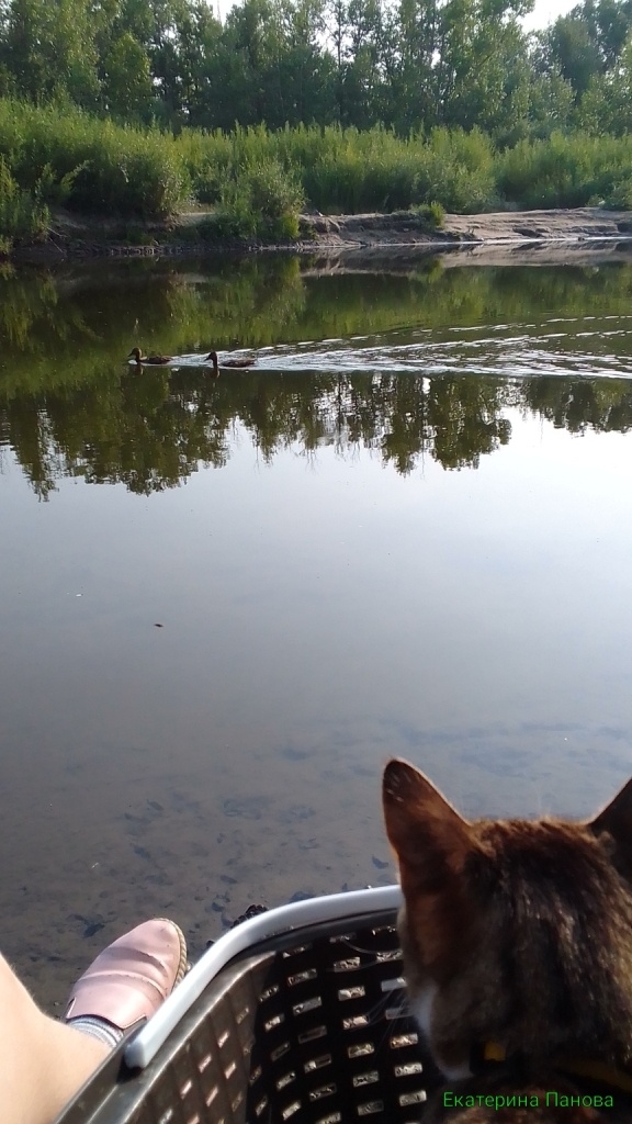 река Читинка 1мкрн 05.07.2024г фотограф Екатерина Панова