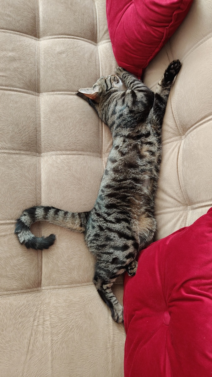 Кот Платон на жаре 