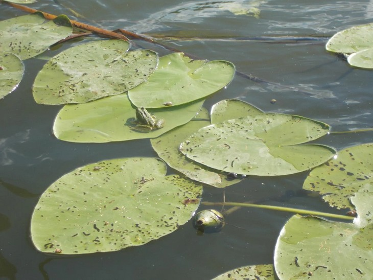 Фото "Родной стороны"