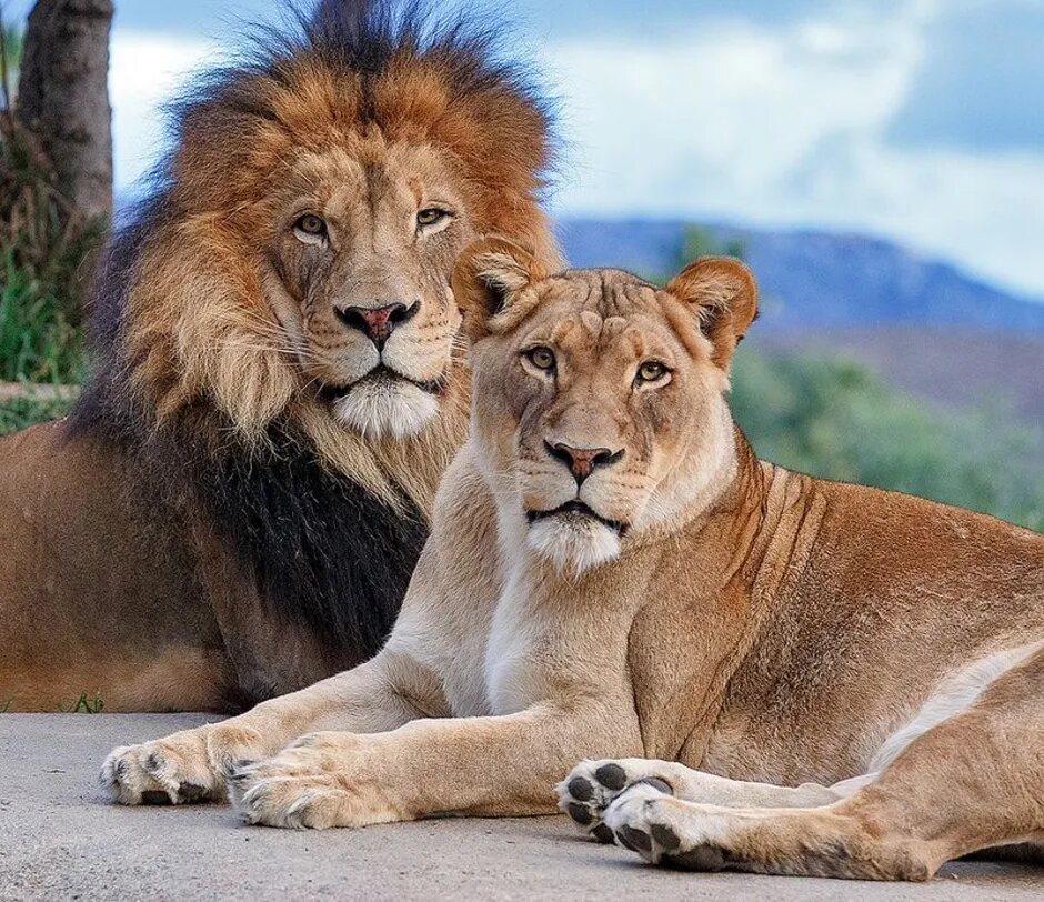 -Дорогой, знакомься! Это мои родители...