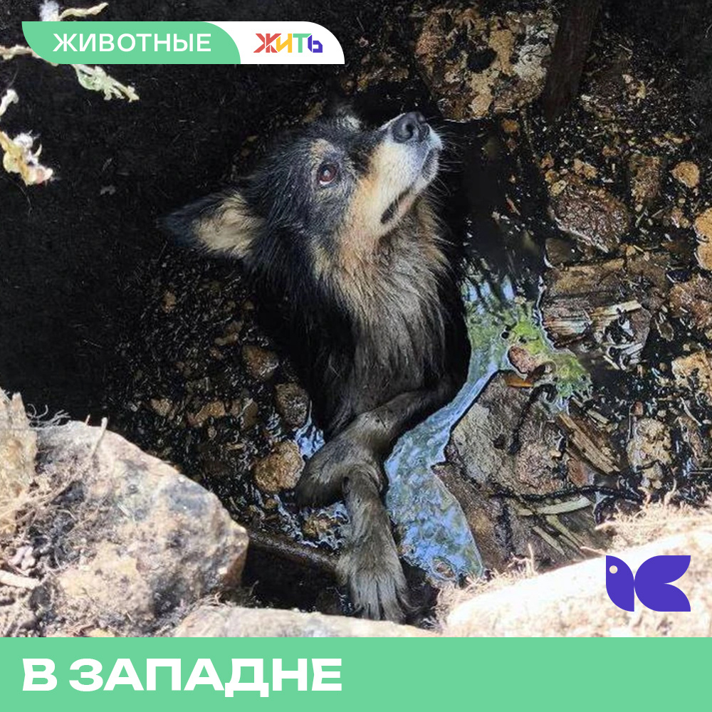 Западня для прохожего. Западня для прохожего