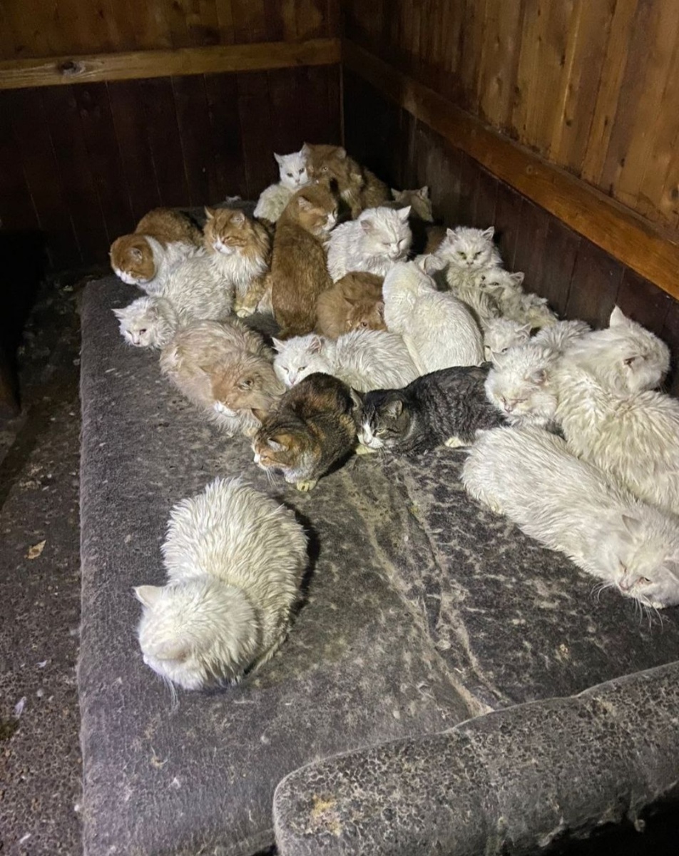 Фото автора. Дедушкины коты.