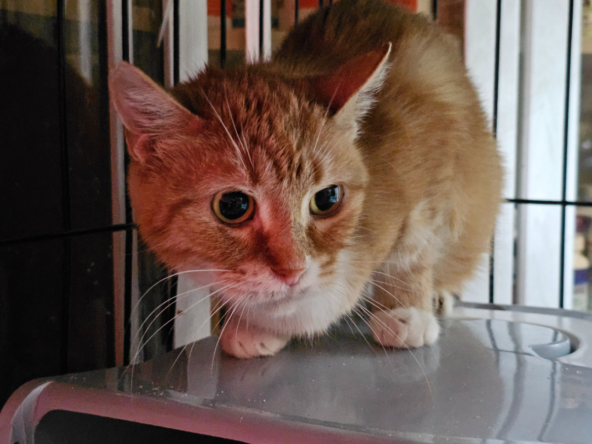 Фото автора. Девочка.