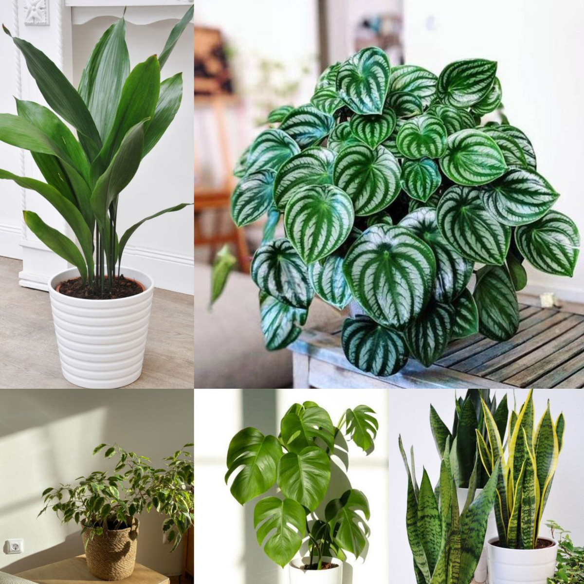 Фото из свободного источника