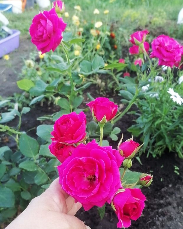  Домэн де Сэн Жан де Борегар (прошлогоднее цветение)