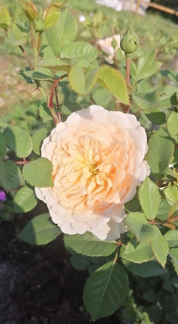 Аифа (цветение этого года)