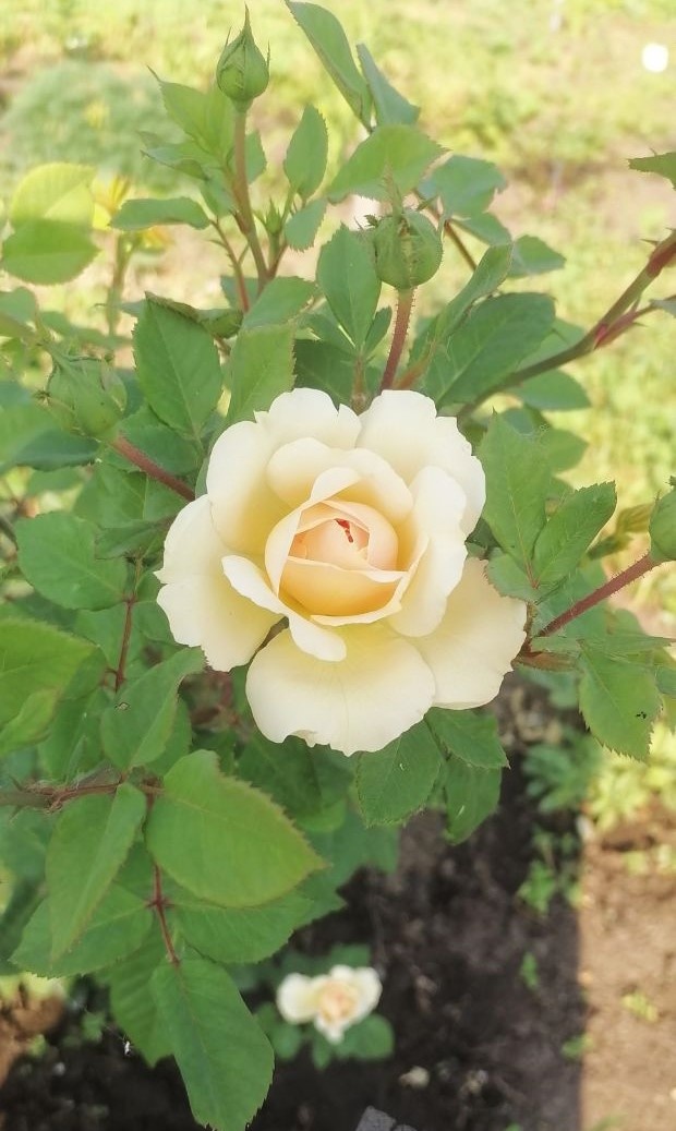 Только начинающий раскрываться бутон розы Аифа (цветение этого года)