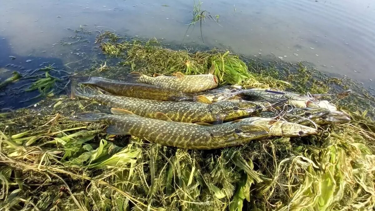     Автор: Рыбак Виктор Шалин Источник: Рыбалка в Челябинской области. Рыбацкий комитет