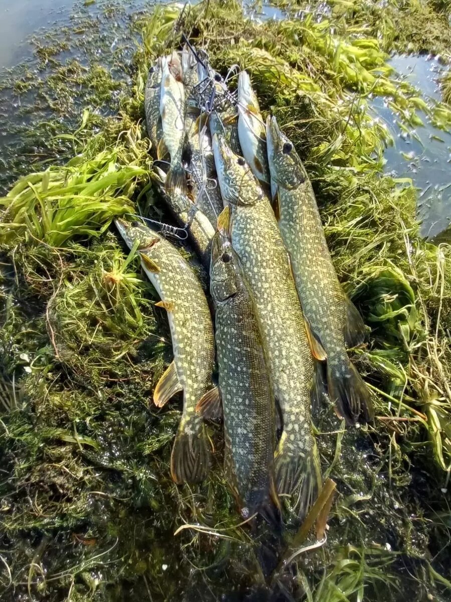     Автор: Виктор Шалин Источник: https://vk.com/id180372503