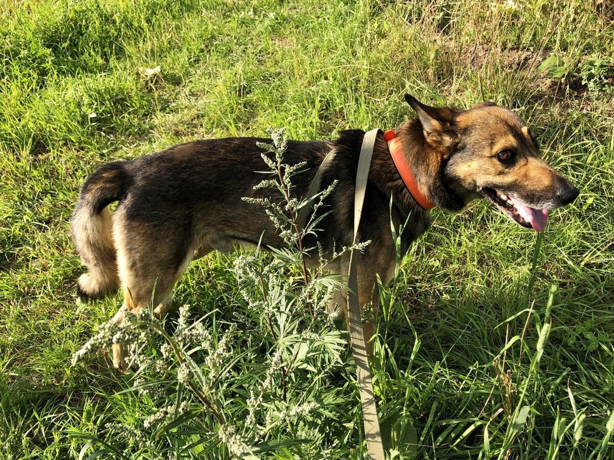 С виду Сережа самая обыкновенная собака, которую многие даже не замечают.