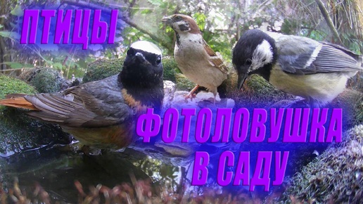 Фотоловушки в саду снимают птиц / Фотоловушка в лесу