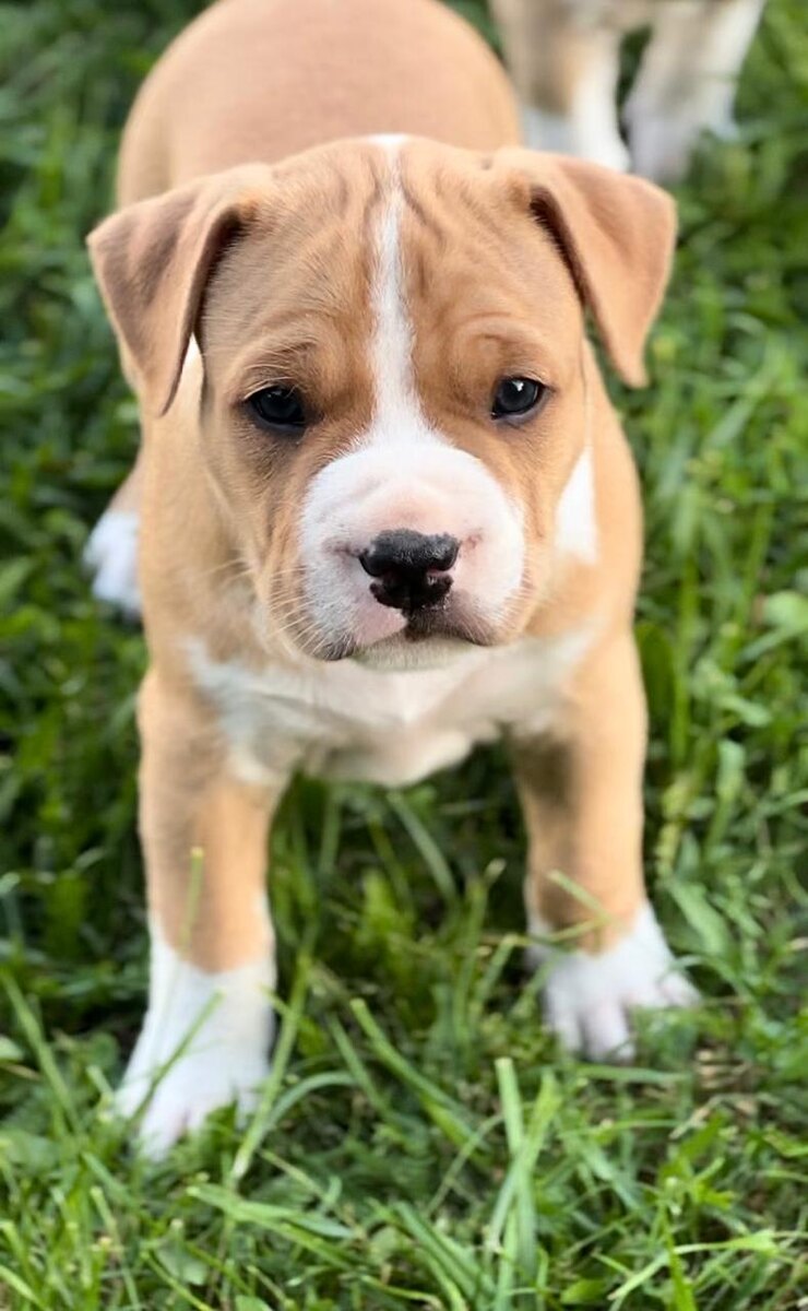 Палевый мальчик Золотце. 