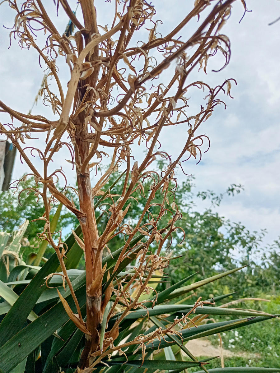 отцвела юкка