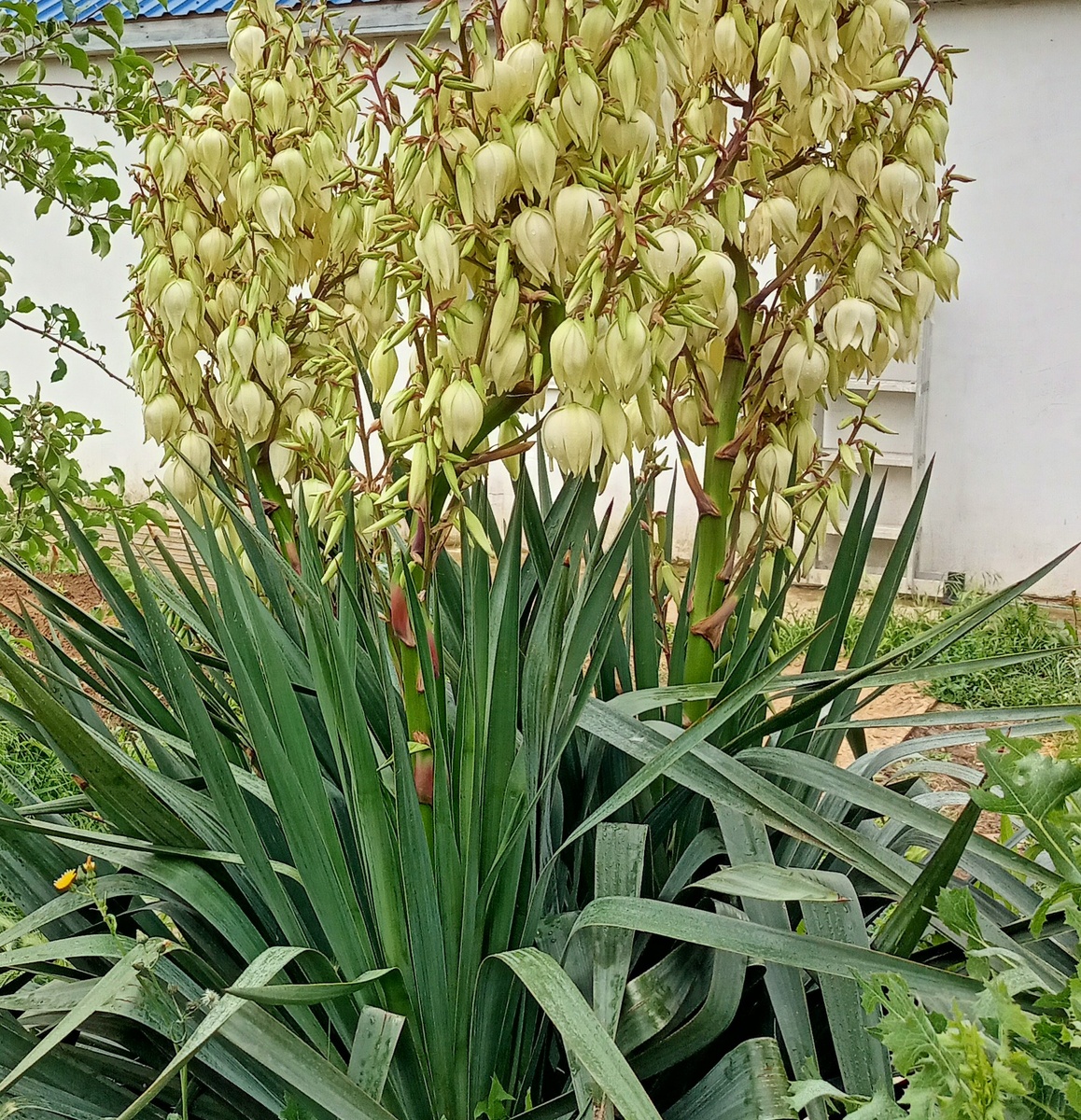 после обрезки несколько цветоносов