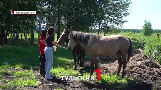 Тулячка спасла десятки обреченных на смерть животных