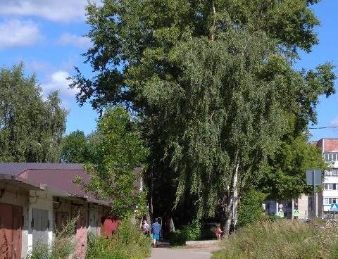    Ивановская мэрия обсуждает вырубку тополей