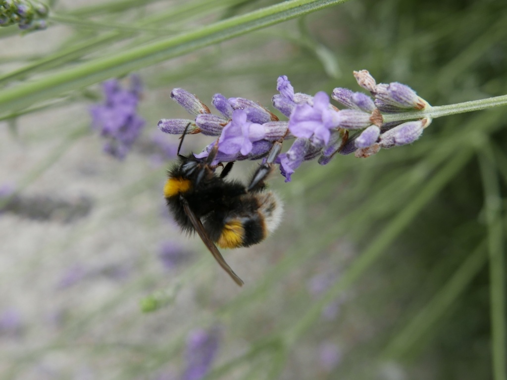 Источник фото - https://goo.su/ezDv