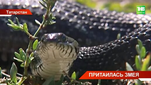 В Татарстане 22 человека пострадали от укуса гадюк