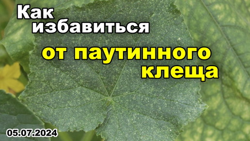 Как ИЗБАВИТЬСЯ от паутинного КЛЕЩА в теплице. Чем ОБРАБОТАТЬ от ПАУТИННОГО клеща растения. 05.07.24