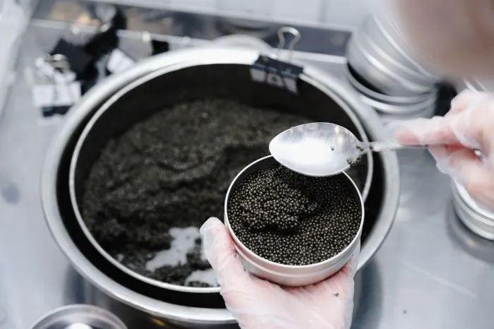 Астраханская область – лидер в стране по производству пищевой черной икры и выращиванию товарных осетровых. // Фото: «А-Икра»