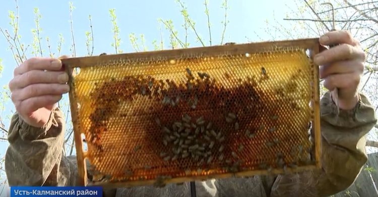    Массовый подмор пчел в Алтайском крае начался с обработкой полей пестицидами