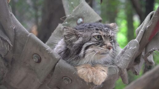 Мама Ева спряталась от котят в гамаке, но котенок залез на дерево и нашел ее. 02.07.2024