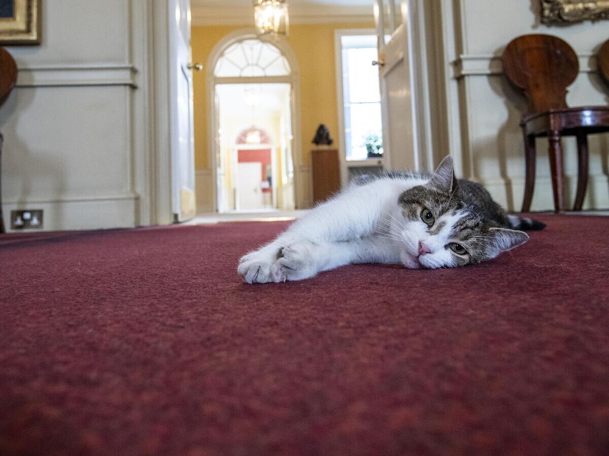    Кот Ларри с Даунинг стрит, 10© Фото : Prime Minister of the United Kingdom/Ben Shread