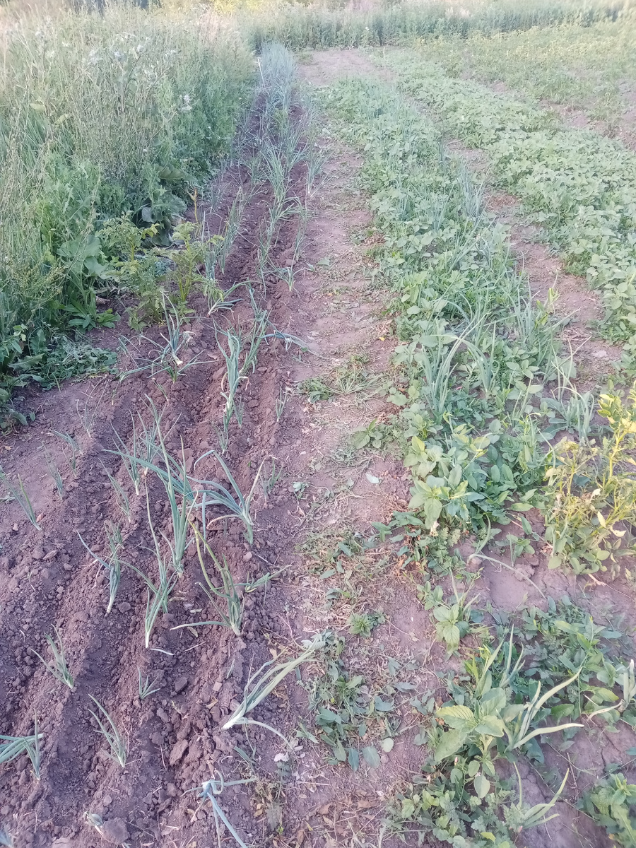 Полола около 1.5 ч., обработала только треть посадки. 