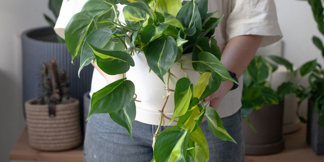 Вьющиеся сорта филодендрона, которые вам точно понравятся!