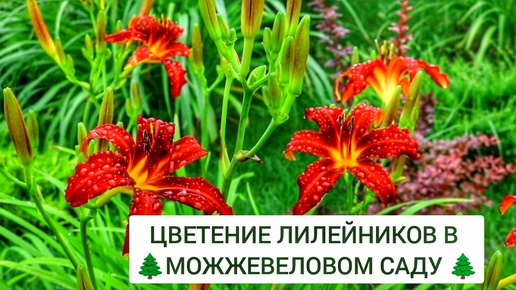 ЦВЕТЕНИЕ ЛИЛЕЙНИКОВ В 🌲МОЖЖЕВЕЛОВОМ САДУ🌲. 5.07.2024г. БЕЛАРУСЬ, ГОМЕЛЬСКАЯ ОБЛАСТЬ