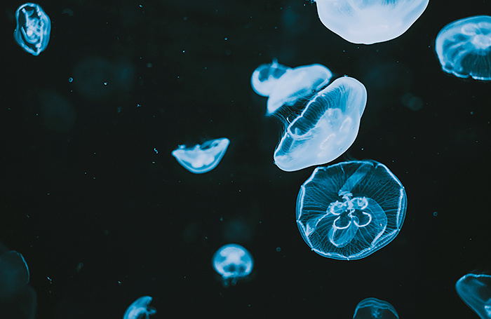     Florian Olivo/Unsplash