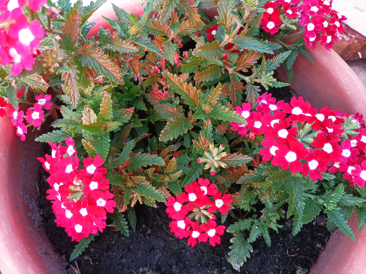 Во дворе цветёт такая красота