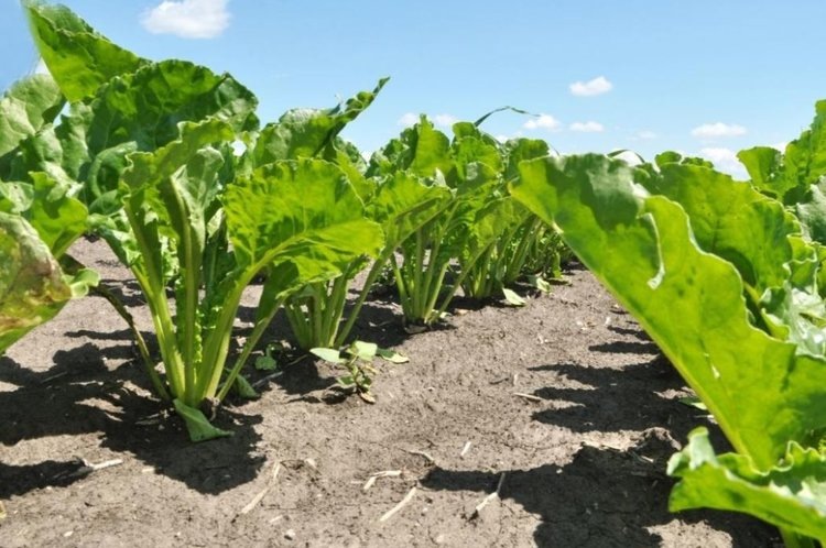    Ставрополье планирует закрыть 50 процентов российской потребности в семенах сахарной свеклы